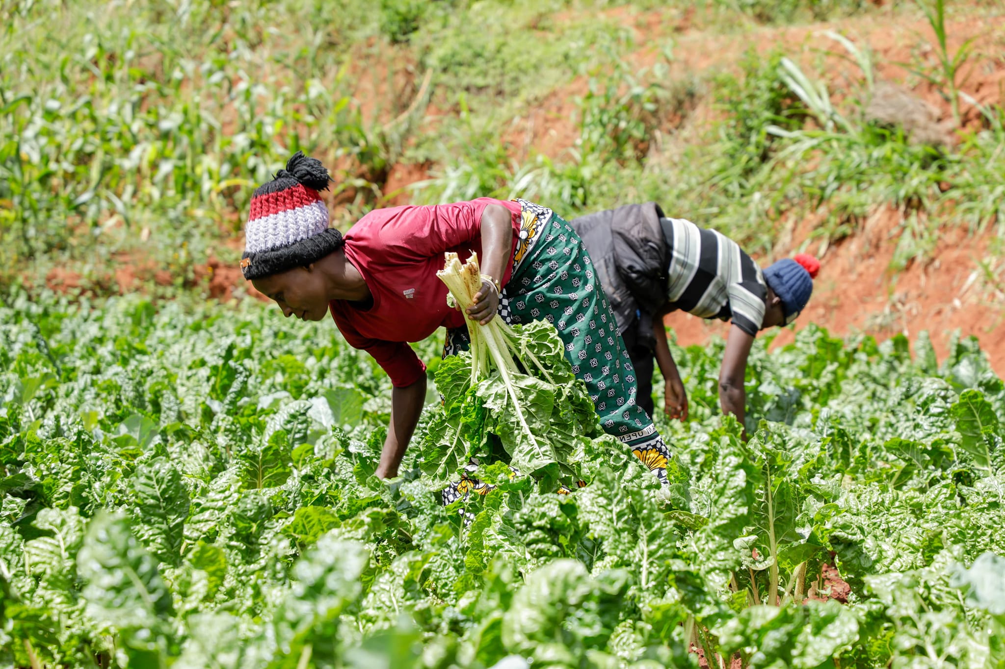 Agriculture - Government of Makueni County